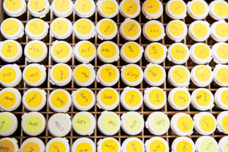 top down view of vials of saved seeds in a box with yellow round stickers…